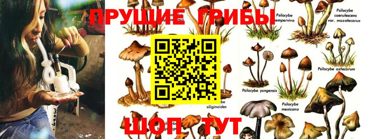 купить наркотики сайты  Вход с VPN  Кострома  Псилоцибиновые грибы GOLDEN TEACHER 